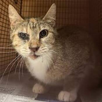 Domestic Short Hair Cats Available for Adoption in Austin, Texas - Hip Hip Hooray | PetCurious