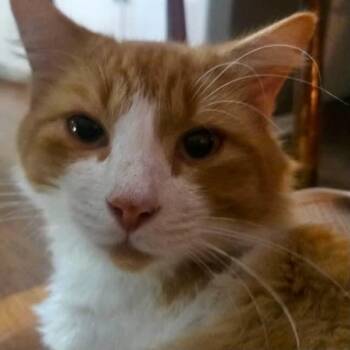 Biscuit -  Domestic Medium Hair Cat for Adoption in Raleigh, North Carolina - Biscuit | PetCurious