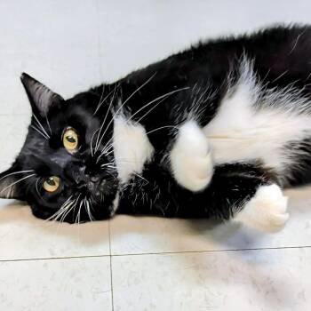 Chicken -  Domestic Short Hair Cat for Adoption in West Jefferson, Ohio - Chicken | PetCurious