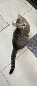 Rescue Tabby and Domestic Short Hair Cats for Adoption in Randolph, Massachusetts - Darling Nebula | PetCurious