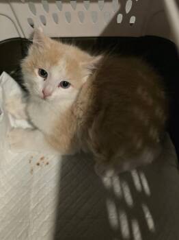 Domestic Short Hair Cats Available for Adoption in Metamora, Illinois - Reef | PetCurious