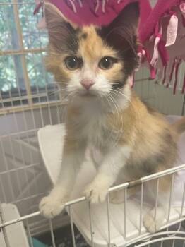 Rescue Domestic Medium Hair Cats for Adoption in Westfield, New York - Victoria | PetCurious