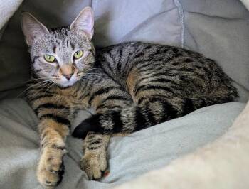 Domestic Short Hair Cats Available for Adoption - Mary | PetCurious