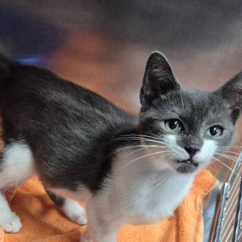 Soldier -  Domestic Short Hair Cat for Adoption in Newark, New Jersey - Soldier | PetCurious