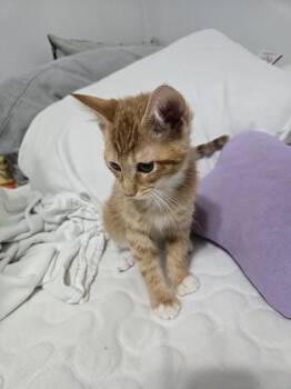 Toulouze Tewkesbury (Toulouze) -  Domestic Short Hair Cat for Adoption in Chicago, Illinois - Toulouze Tewkesbury (Toulouze) | PetCurious