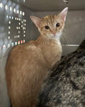 Chedder -  Domestic Short Hair Cat for Adoption in Lemoore, California - Chedder | PetCurious