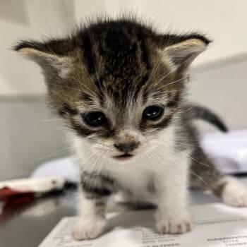 Greg -  Domestic Short Hair Cat for Adoption in Tampa, Florida - Greg | PetCurious