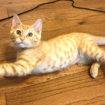 Koi -  Domestic Short Hair Cat for Adoption in Cumming, Georgia - Koi | PetCurious