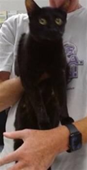 A475614 -  Domestic Short Hair Cat for Adoption in Oklahoma City, Oklahoma - A475614 | PetCurious