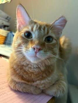 Rescue American Shorthair Cats for Adoption in Sacramento, California - Carrot | PetCurious