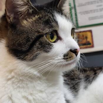 Rescue Domestic Short Hair Cats for Adoption in Chicago, Illinois - Kuku | PetCurious