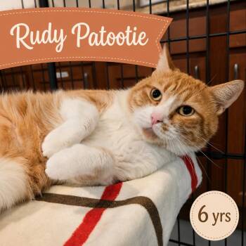 Rudy Patootie -  Domestic Short Hair Cat for Adoption in Southbury, Connecticut - Rudy Patootie | PetCurious