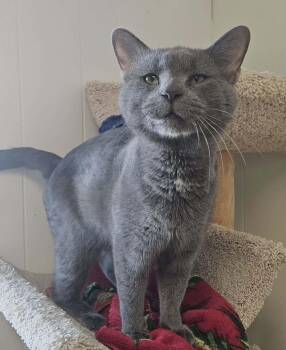 Domestic Short Hair Cats Available for Adoption - Chuck Norris "Chuck"  | PetCurious