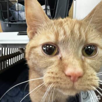 Domestic Short Hair and Tabby Cats Available for Adoption - Cassidy | PetCurious