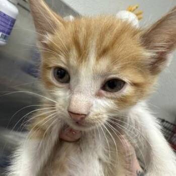 Domestic Short Hair Cats Available for Adoption in Midland, Texas - Creamsicle (FKA Miah) | PetCurious