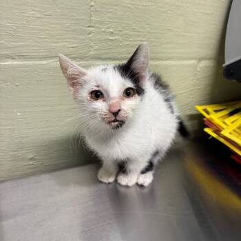 Cow -  Domestic Short Hair Cat for Adoption in Eureka Springs, Arkansas - Cow | PetCurious