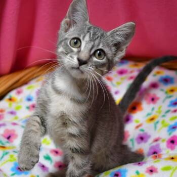 BAC-Stray-142239 -  Domestic Short Hair Cat for Adoption in Beaumont, Texas - BAC-Stray-142239 | PetCurious