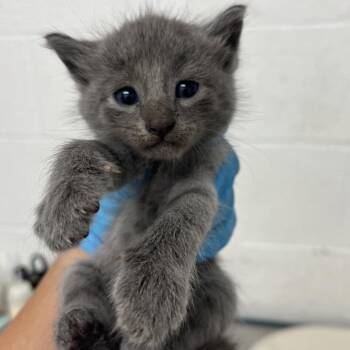 Jonah -  Domestic Short Hair Cat for Adoption in Edinburg, Texas - Jonah | PetCurious
