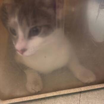 Zappo -  Domestic Short Hair Cat for Adoption in Philadelphia, Pennsylvania - Zappo | PetCurious