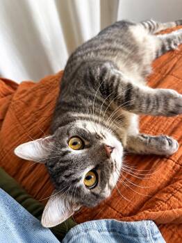 Dusty -  Domestic Short Hair Cat for Adoption in Millcreek, Utah - Dusty | PetCurious