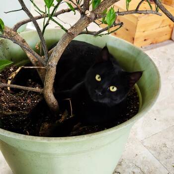 Domestic Short Hair Cats Available for Adoption - Brave Little Toaster | PetCurious