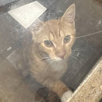 Winger -  Domestic Short Hair Cat for Adoption in Philadelphia, Pennsylvania - Winger | PetCurious
