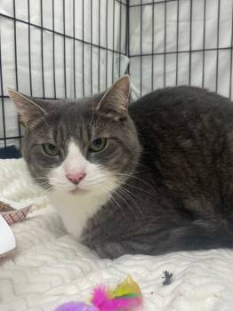 Rescue Domestic Short Hair Cats for Adoption in Pomona, New York - Baby Boots | PetCurious