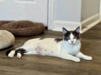 Rescue Domestic Short Hair Cats for Adoption in Evansville, Indiana - Ostara | PetCurious