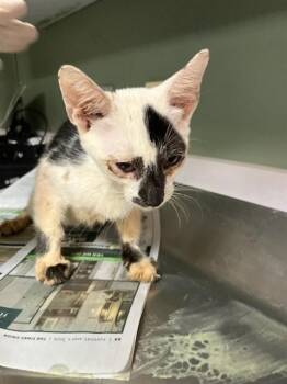 GRUB -  Domestic Short Hair Cat for Adoption in Jacksonville, Florida - GRUB | PetCurious