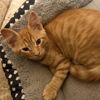 Lox -  Tabby and Domestic Short Hair Cat for Adoption in Knoxville, Tennessee - Lox | PetCurious