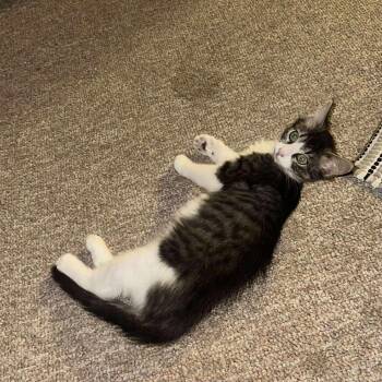 Rescue Domestic Medium Hair Cats for Adoption in Mount Sterling, Illinois - Jade | PetCurious