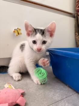 Peter -  Domestic Short Hair Cat for Adoption in Pomona, New York - Peter | PetCurious