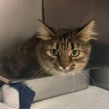 Goose -  Domestic Short Hair Cat for Adoption in Troy, Virginia - Goose | PetCurious