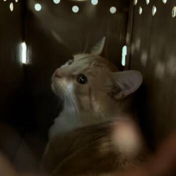 Luna Mazy -  Domestic Short Hair Cat for Adoption in Philadelphia, Pennsylvania - Luna Mazy | PetCurious