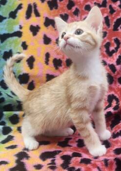 Franklin -  Domestic Short Hair Cat Available for Adoption in Little Rock, Arkansas - Franklin | PetCurious
