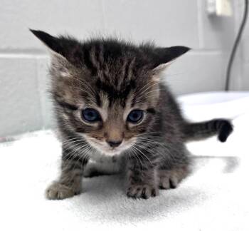 Atta -  Domestic Short Hair Cat for Adoption in Cincinnati, Ohio - Atta | PetCurious