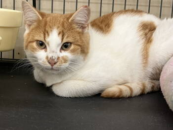 Rescue Domestic Short Hair Cats for Adoption in Smithtown, New York - BENSON BOONE | PetCurious
