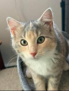 Domestic Short Hair Cats Available for Adoption - Cammy | PetCurious
