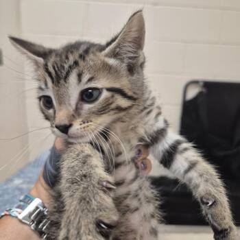 Cheeto -  Domestic Short Hair Cat for Adoption in Lake Panasoffkee, Florida - Cheeto | PetCurious