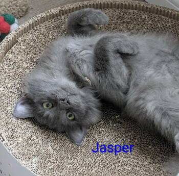 Jasper -  Domestic Long Hair Cat for Adoption in Walnut, California - Jasper | PetCurious