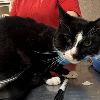 Domestic Short Hair Cats Available for Adoption in Birmingham, Alabama - L.C | PetCurious