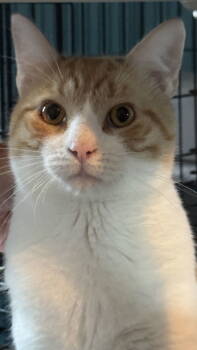 Rescue Domestic Short Hair Cats for Adoption in Broomall, Pennsylvania - Huntington | PetCurious