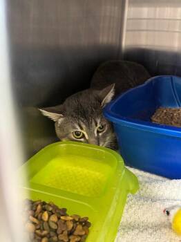 Tito -  Domestic Short Hair Cat Available for Adoption in Danielsville, Georgia - Tito | PetCurious