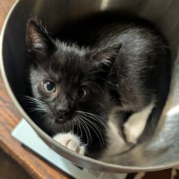 November -  Domestic Short Hair Cat for Adoption - November | PetCurious