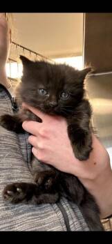 Domestic Short Hair Cats Available for Adoption in Minot, North Dakota - Cruiser | PetCurious