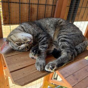 Dawn -  Domestic Short Hair Cat for Adoption in Long Beach, California - Dawn | PetCurious