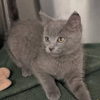 Remy -  Domestic Short Hair Cat for Adoption in Pittsburgh, Pennsylvania - Remy | PetCurious