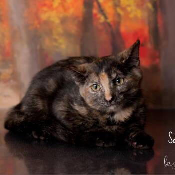 Domestic Short Hair Cats Available for Adoption - Sassy | PetCurious