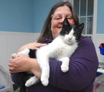 Willie -  Tuxedo Cat for Adoption in Westbrook, Connecticut - Willie | PetCurious