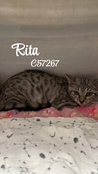 Rita -  Domestic Short Hair Cat for Adoption in Clarksville, Tennessee - Rita | PetCurious